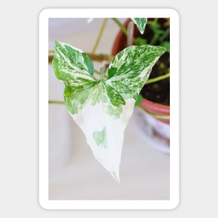 Unique and organic photo of a Syngonium Albo Sticker